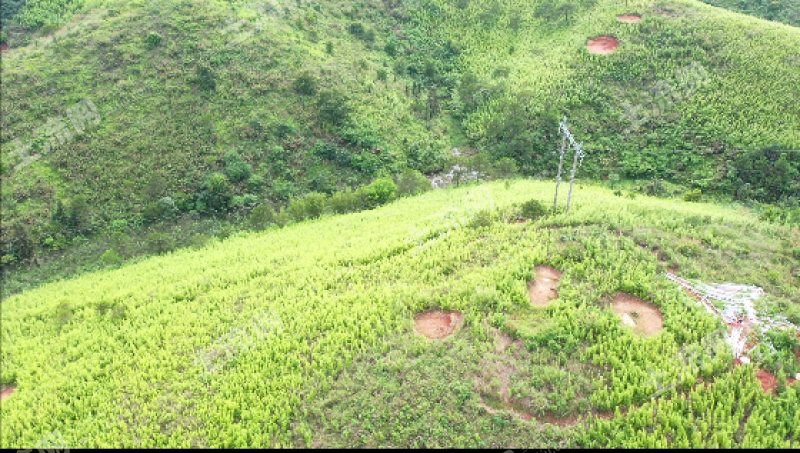 梧州龙圩区2000亩荒山出租