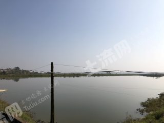 长寨村100亩林地(01)
