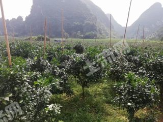 广西崇左大新县150亩耕地