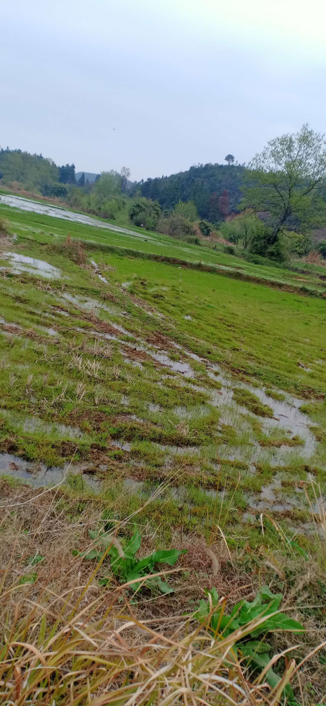 江西丰城荷湖水库搬迁图片