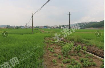 梧州龙圩区130.0亩水田经营权出租