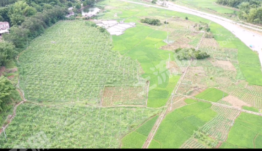 梧州龙圩区145.0亩水田经营权出租