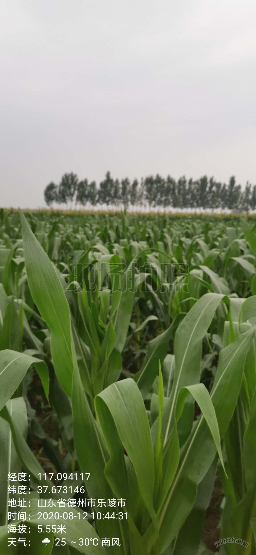 德州乐陵市4.0亩水浇地经营权出租