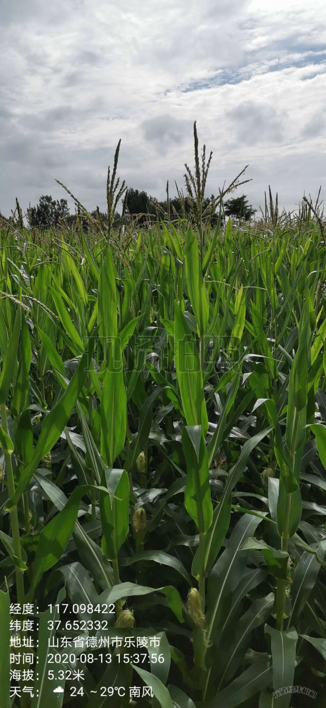 德州乐陵市8.0亩水浇地经营权出租