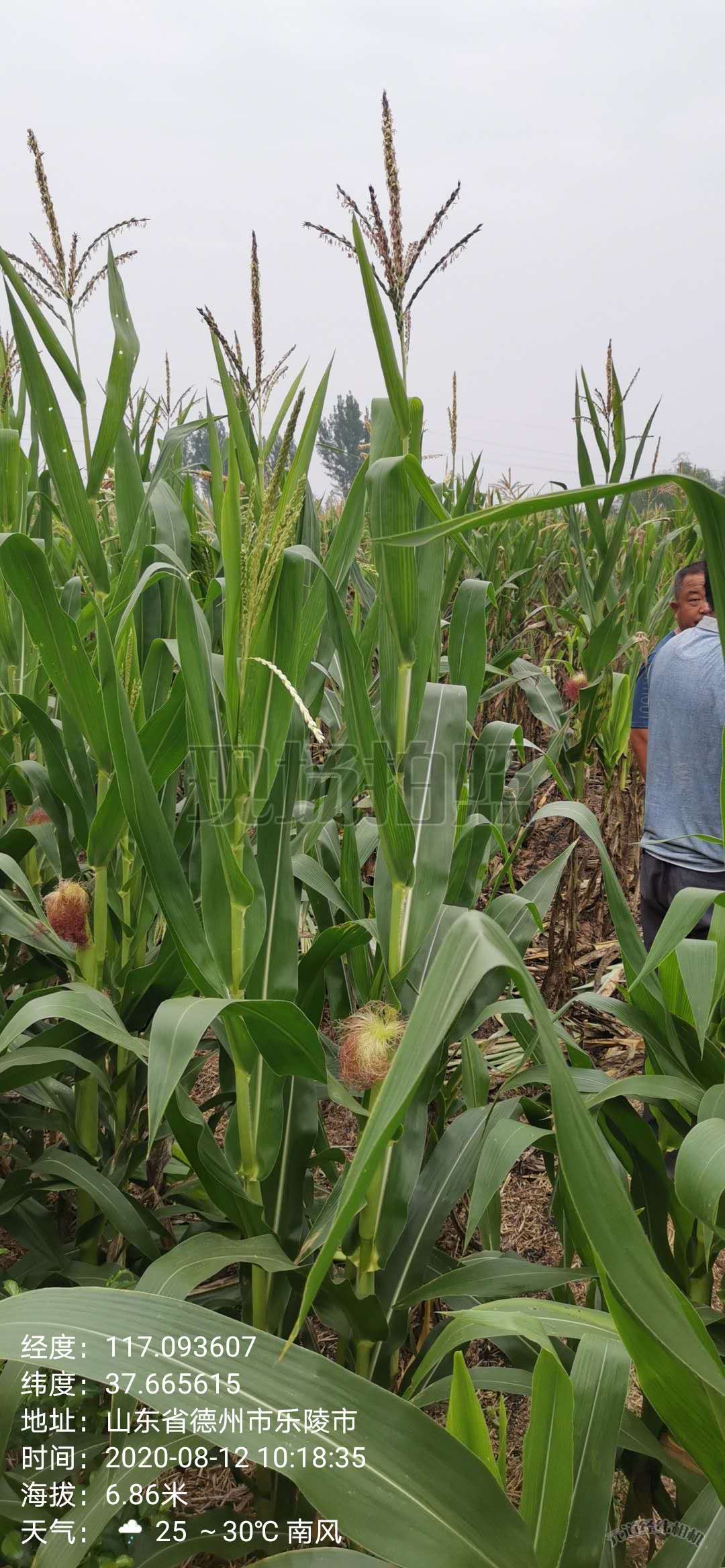 德州乐陵市8.0亩水浇地经营权出租