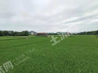 梧州龙圩区100亩水田经营权转包