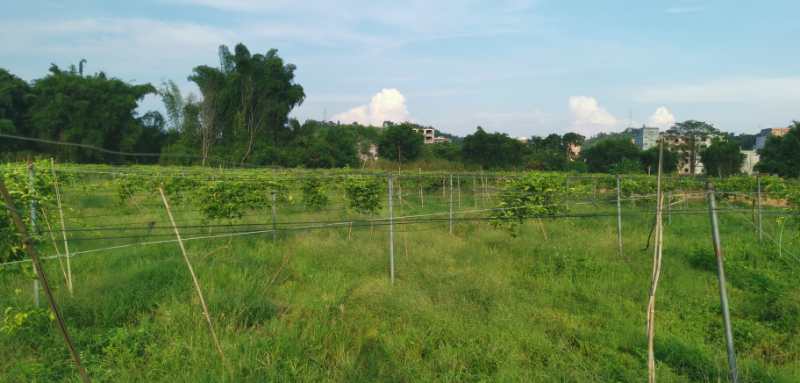 梧州龙圩区38.0亩水田经营权转包