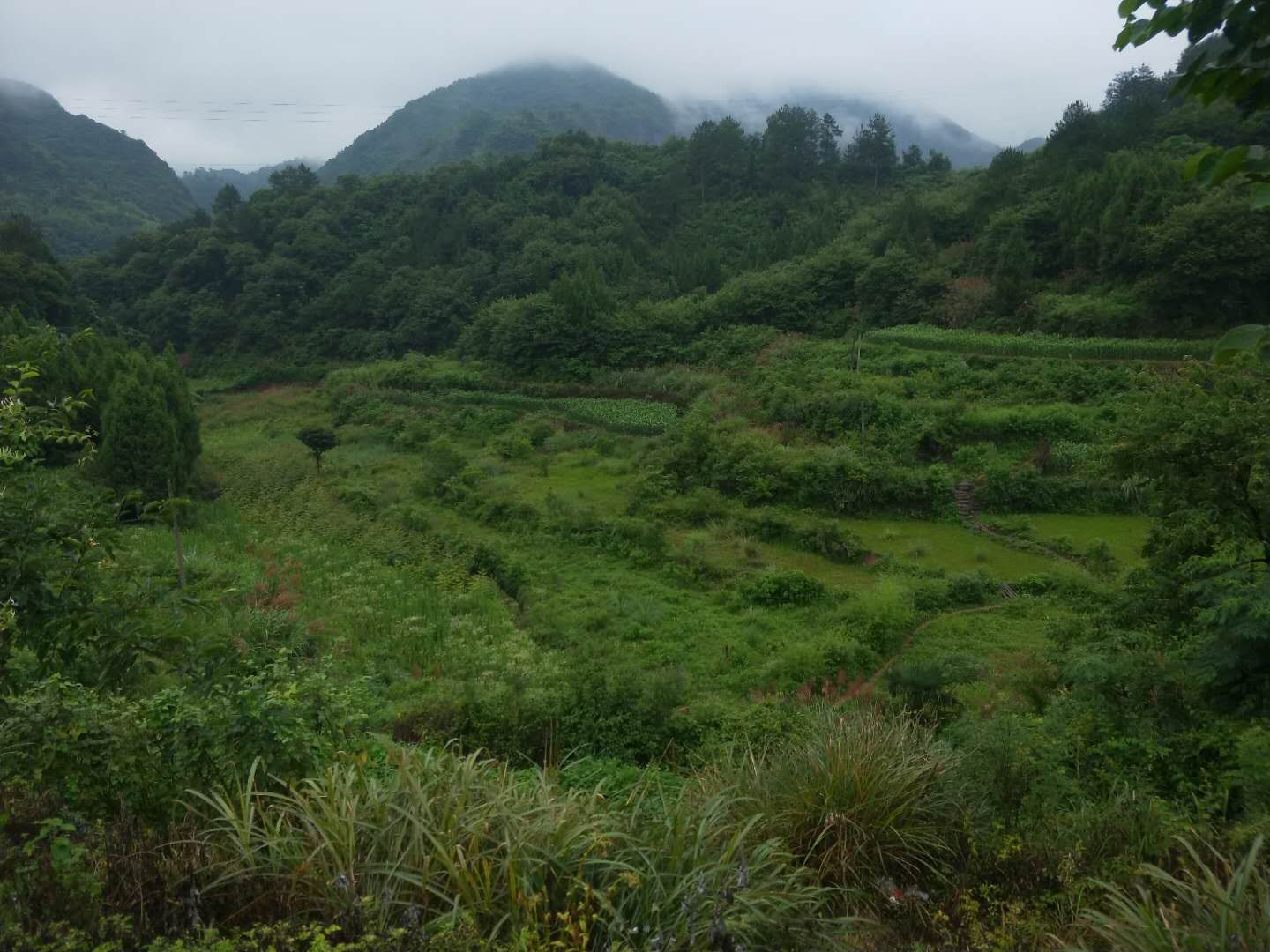怀化沅陵县240.0亩水田经营权出租