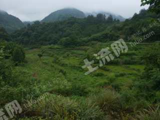 怀化沅陵县240.0亩水田经营权出租