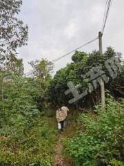 梧州龙圩区70.0亩旱地经营权出租