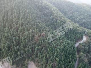 怀化沅陵县3800.0亩荒山合作
