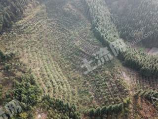 怀化沅陵县2800.0亩荒山合作