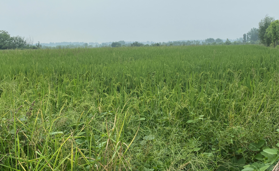 淮南大通区80.0亩其它耕地经营权出租