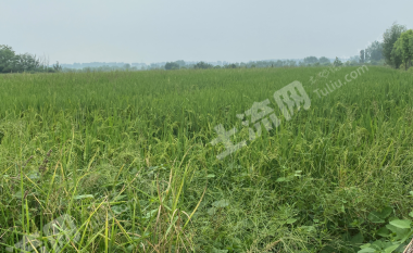 淮南大通区80.0亩其它耕地经营权出租