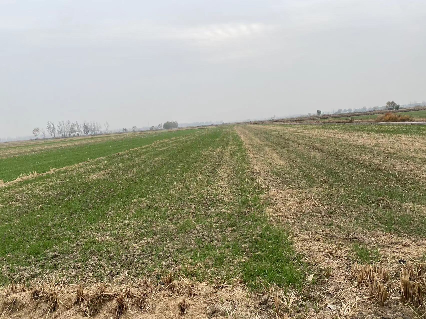 淮南凤台县80.0亩其它耕地经营权出租