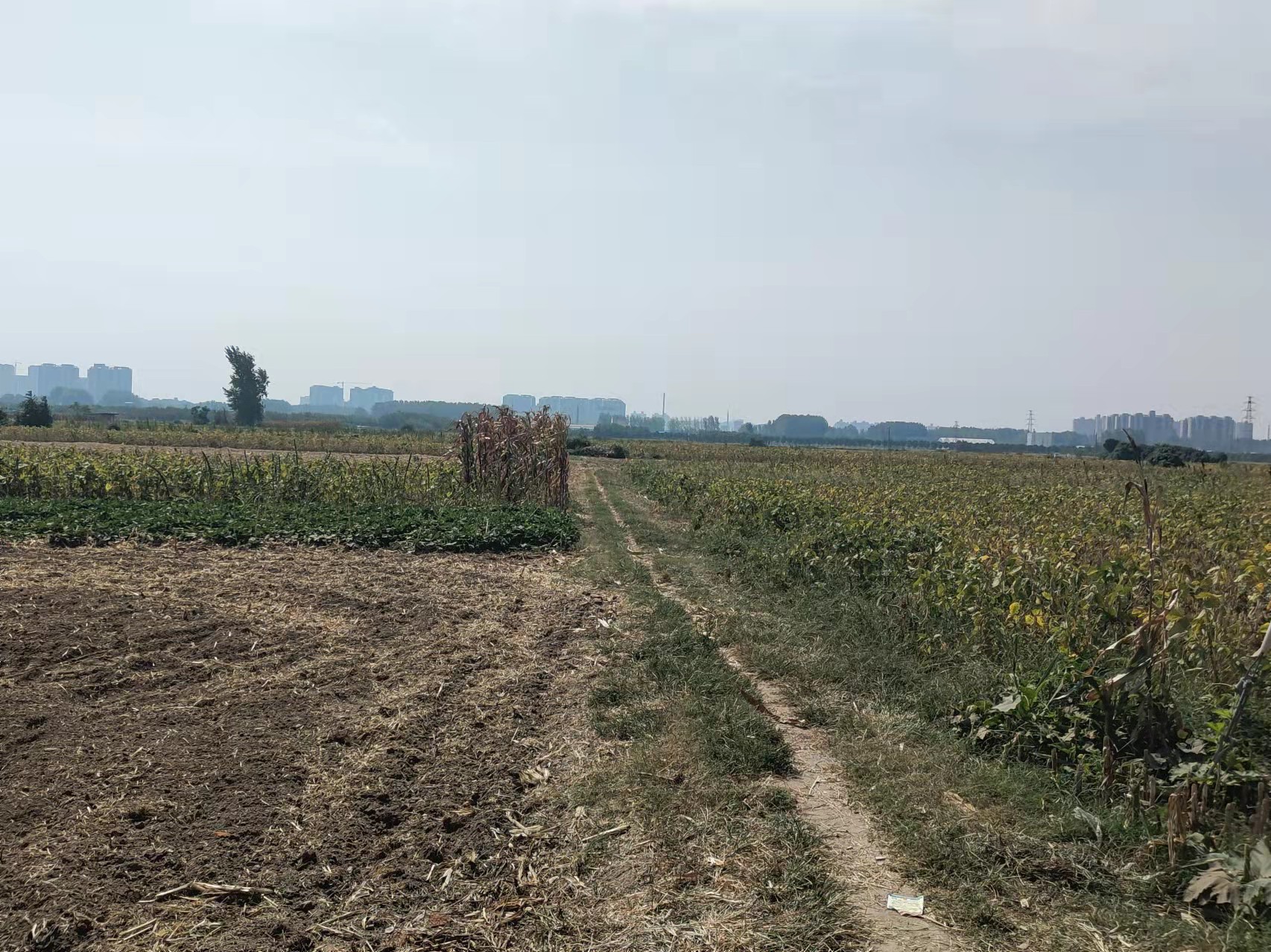 许昌魏都区45.0亩其它耕地经营权出租