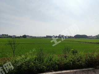 岳阳汨罗市516.1亩水田经营权出租