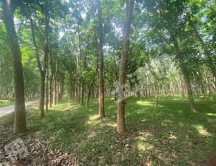 海南海口207.27亩其它林地经营权出租