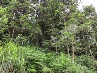 邵阳隆回县60.0亩其它林地经营权出租