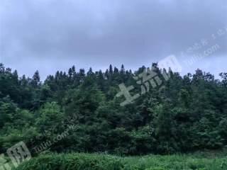 邵阳隆回县 85亩 其它林地 经营权出租