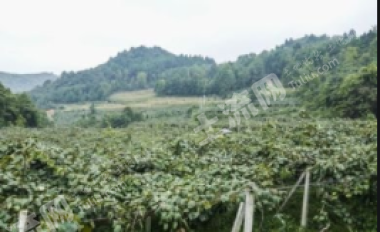 邵阳隆回县 40亩 水浇地 经营权出租