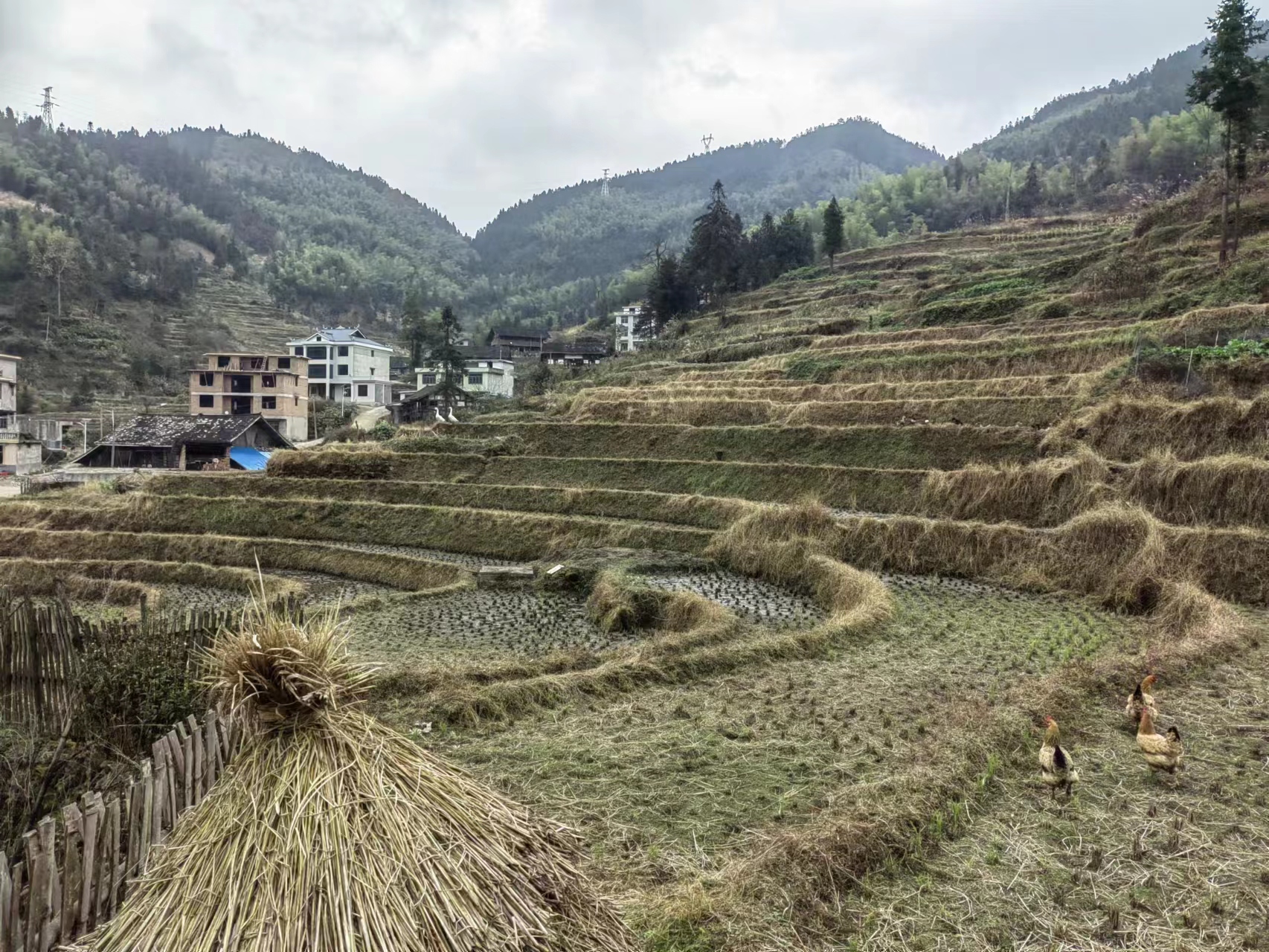 邵阳隆回县 15亩 水田 经营权出租
