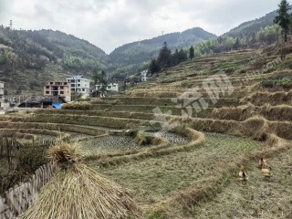 邵阳隆回县 15亩 水田 经营权出租