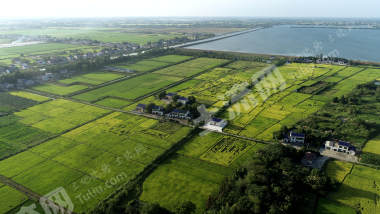 益阳赫山区468.83亩水田经营权出租