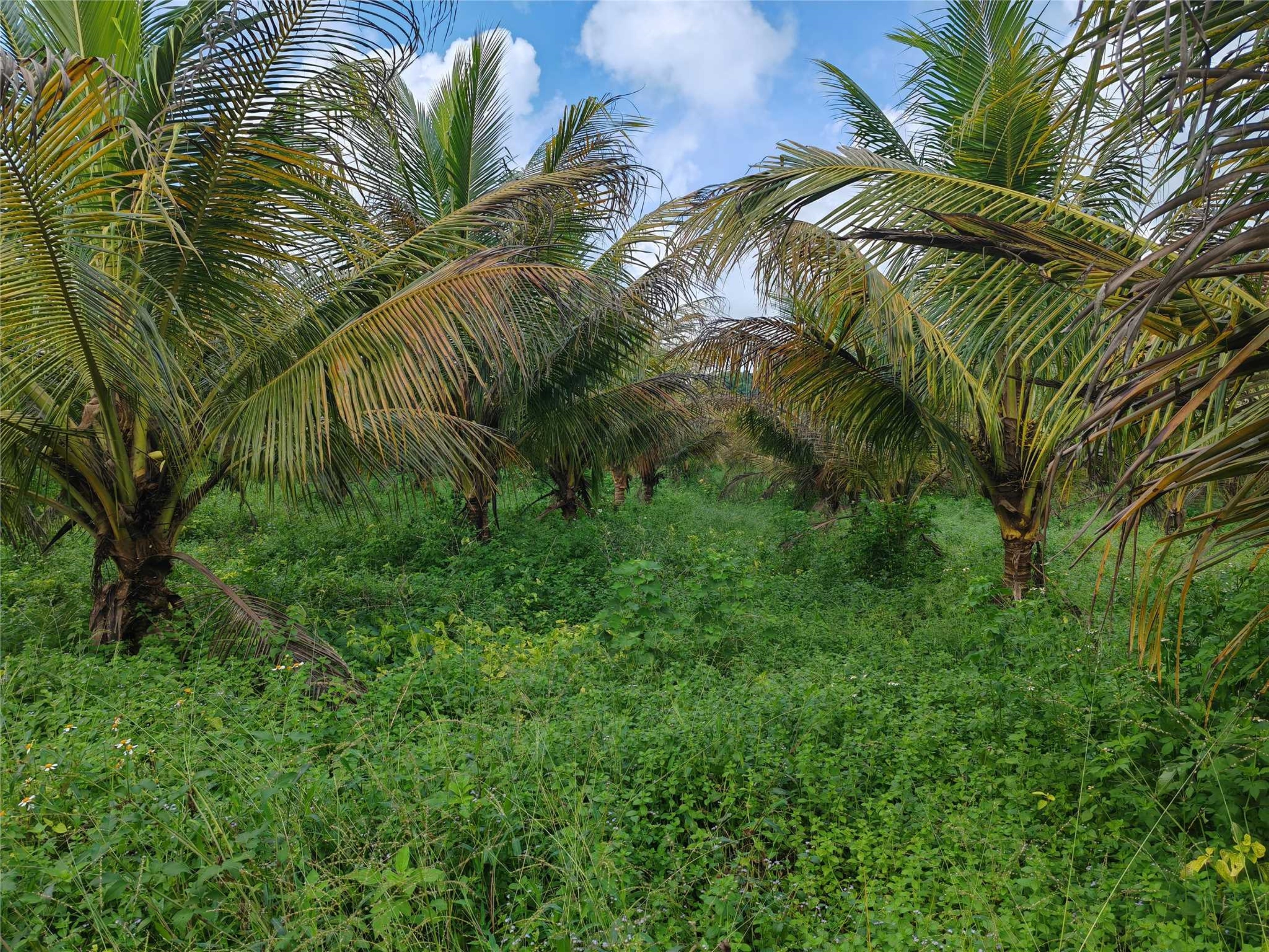 海口琼山区 299.6亩 果园 经营权出租