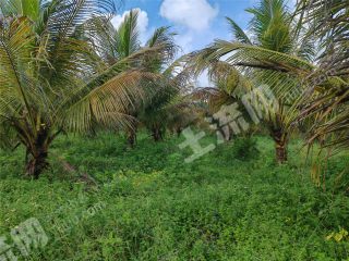 海口琼山区 299.6亩 果园 经营权出租