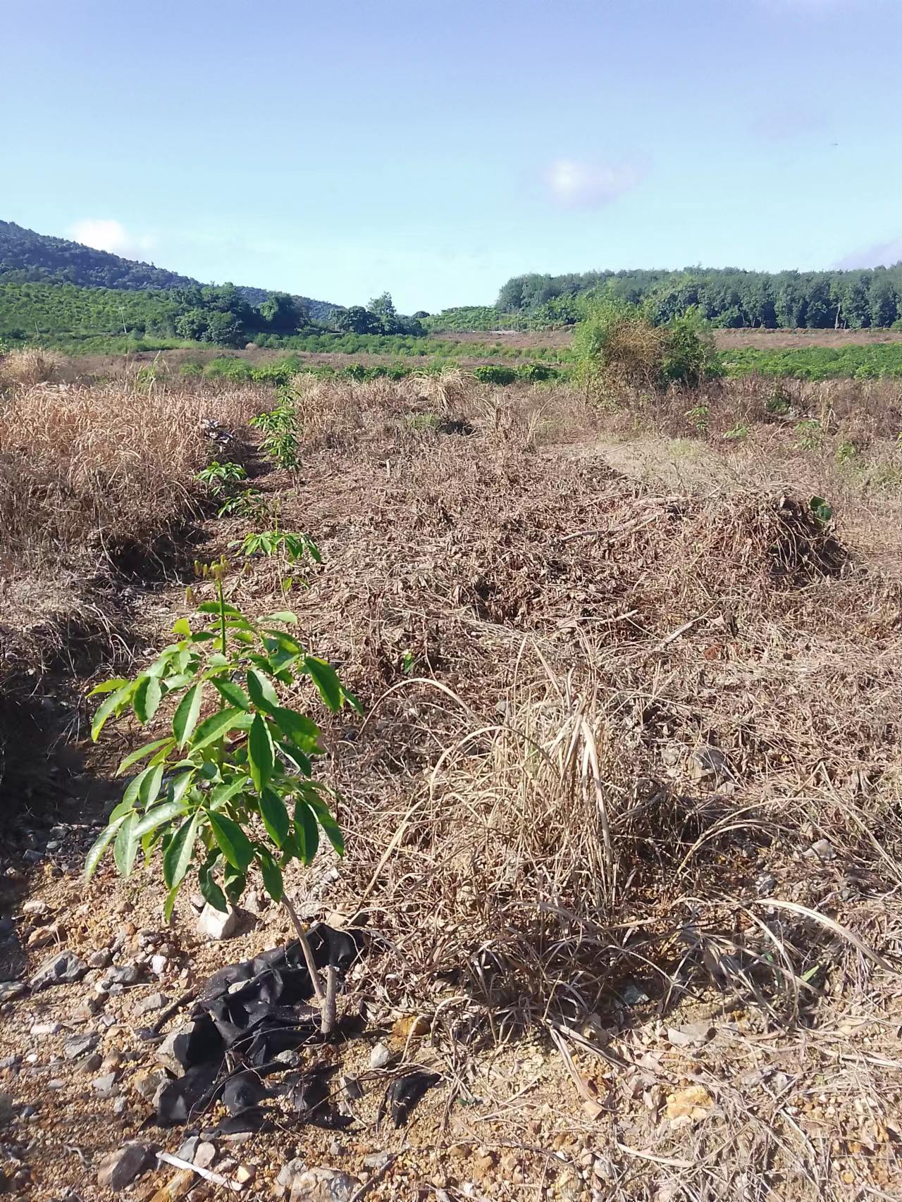 海南昌江黎族自治县 346.9亩 果园 经营权出租
