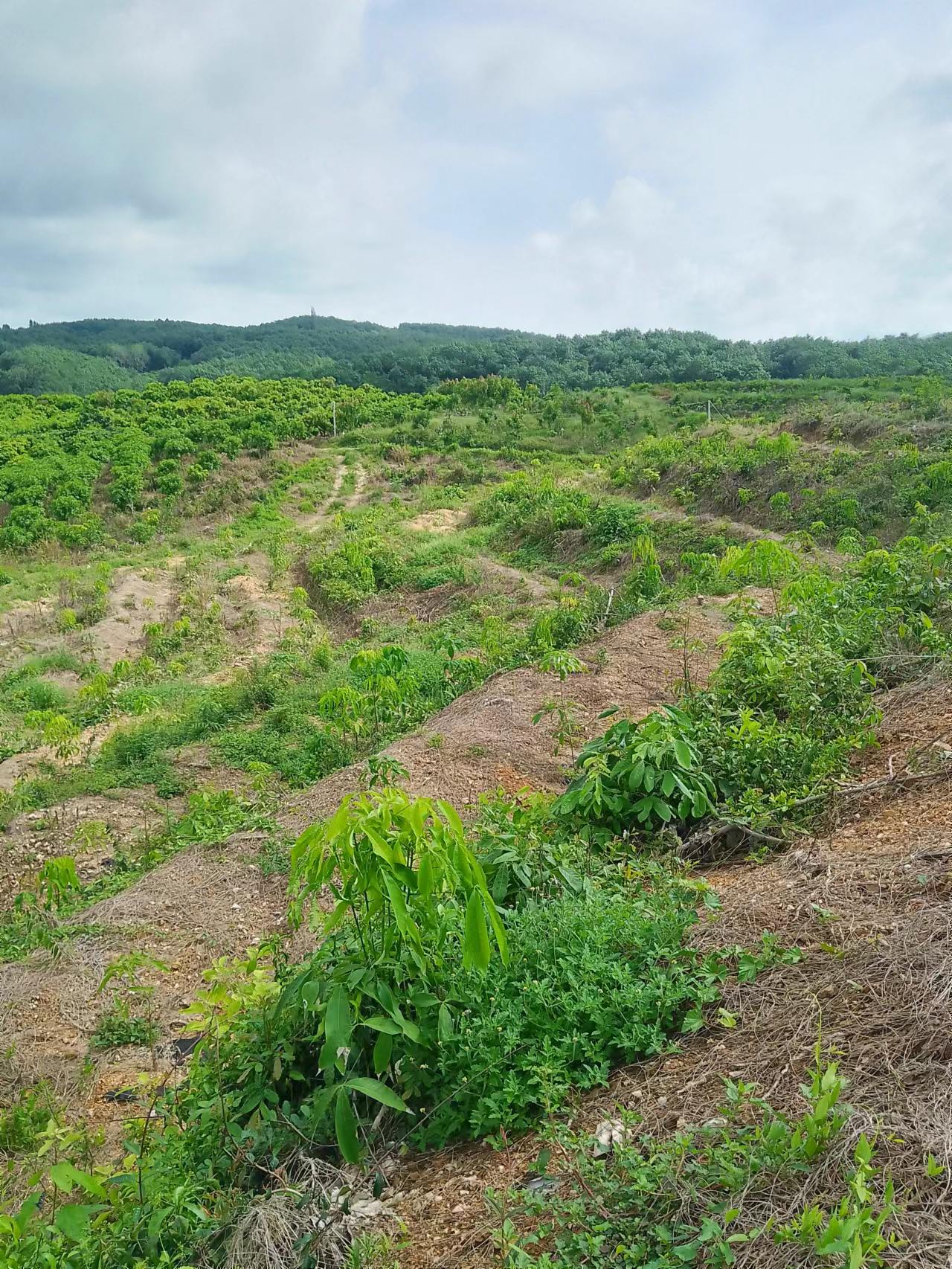 海南昌江黎族自治县 267.5亩 果园 经营权出租