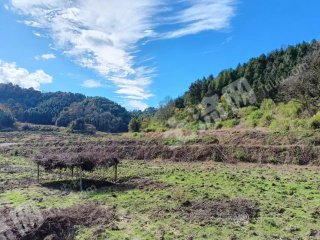 鹰潭贵溪市 150亩 水浇地 经营权出租