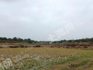 鹰潭贵溪市 200亩 水田 经营权出租