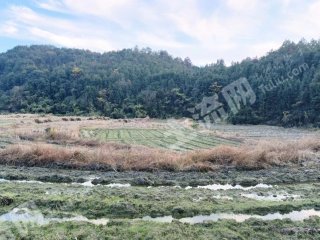 鹰潭贵溪市 180亩 水田 经营权出租