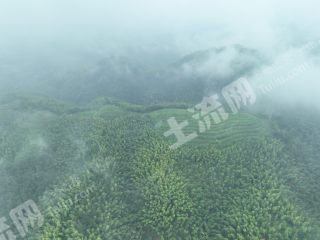 怀化会同县 290亩 乔木林地 经营权出租