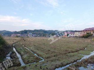 鹰潭贵溪市 150亩 水田 经营权出租