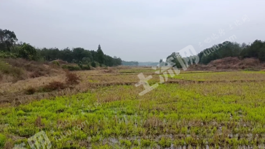 鹰潭贵溪市 120亩 水田 经营权出租