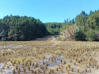 鹰潭贵溪市 300亩 水田 经营权出租