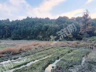 鹰潭贵溪市 180亩 水田 经营权出租