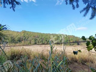 鹰潭贵溪市 150亩 水田 经营权出租