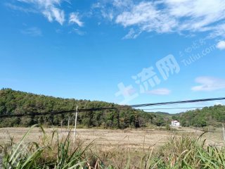 鹰潭贵溪市 150亩 水田 经营权出租