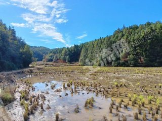鹰潭贵溪市 300亩 水田 经营权出租