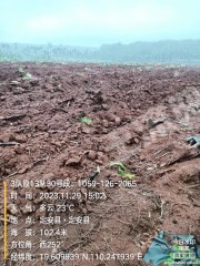 海南定安县 207.3亩 果园 经营权出租