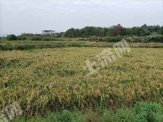鹰潭贵溪市 1000亩 水田 经营权出租