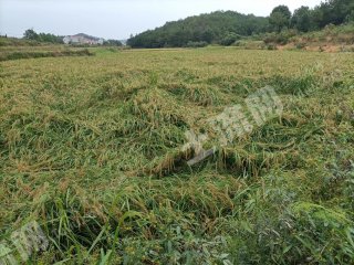 鹰潭贵溪市 1000亩 水田 经营权出租