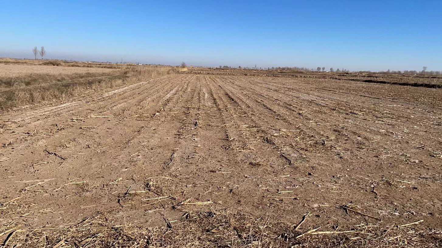 巴彦淖尔五原县 2000亩 水浇地 经营权出租