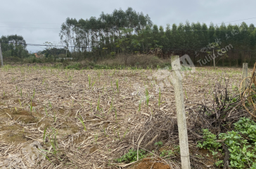 南宁武鸣区 10亩 水浇地 经营权出租