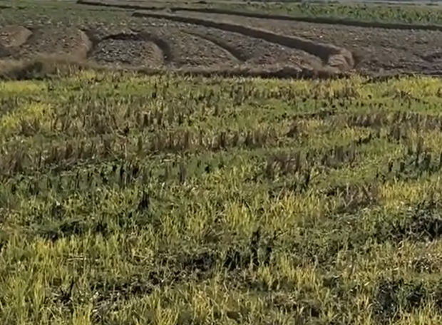 邵阳武冈市 155.39亩 水浇地 经营权出租