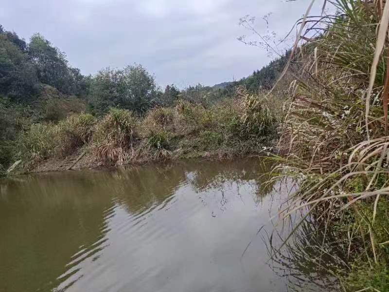 上饶德兴市3.0亩坑塘水面经营权出租